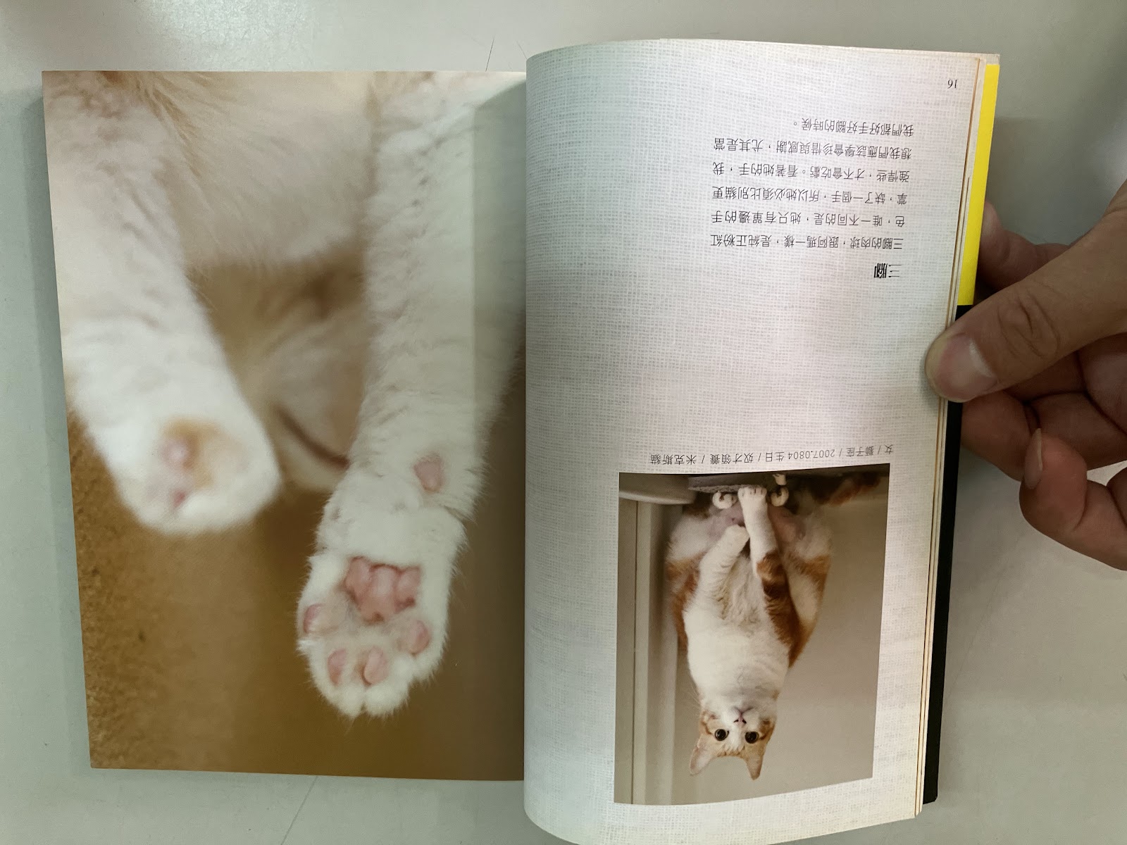 黃阿瑪的後宮生活：被貓咪包圍的日子 listing photo 2